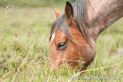 Horses on #Daysoutwithkids