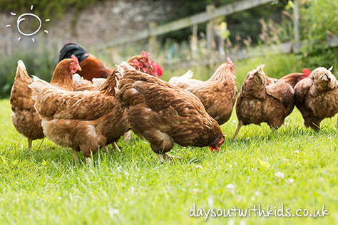 bigstock-Free-range-chickens-on-a-lawn--52465615