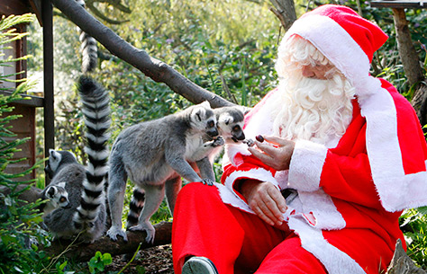 Santa-feeding-ring-tailed-lemurs