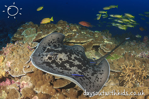 bigstock-Marbled-Stingray-113931755