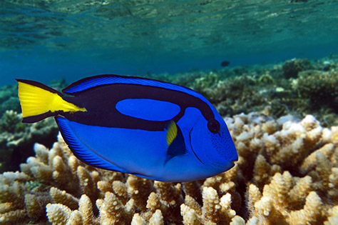 bigstock-Palette-surgeonfish--Pacific--83845838