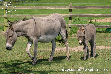 bigstock-Female-Donkey-With-Her-Two-Mon-76618160