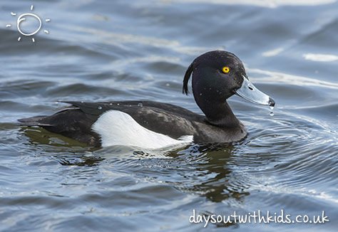bigstock-Tufted-Duck-Male-On-A-Pond-Cl-118391012
