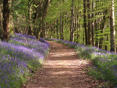 Buckland-Abbey-bluebells2