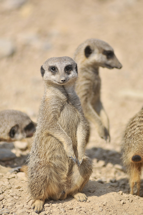 Meerkats-at-ZSL-London-Zoo-(c)ZSL