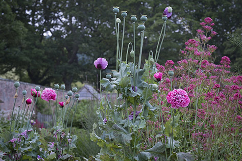 The-Walled-Garden-at-Gibside,-Tyne-&-Wear