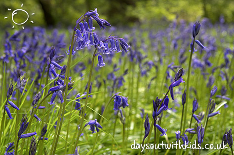 bigstock-Bluebells-In-Kew-Botanical-Gar-80816