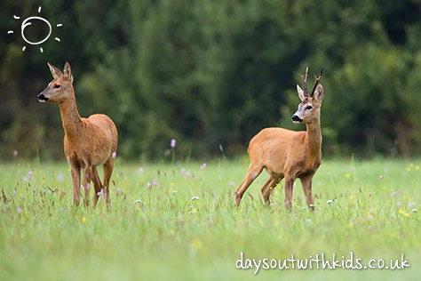 bigstock-Buck-deer-with-roe-deer-in-a-c-116319821