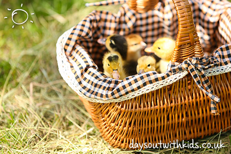 bigstock-Little-cute-ducklings-in-baske-66165862