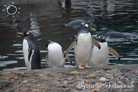 Edinburgh-zoo