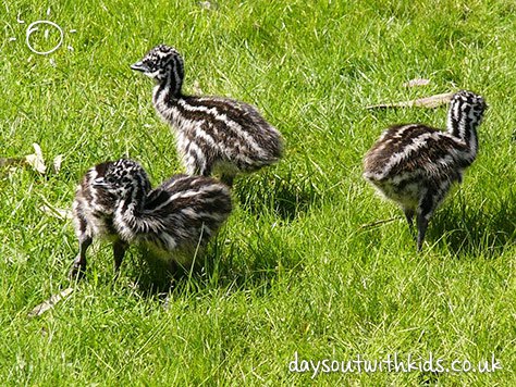 Welsh-Mountain-Zoo