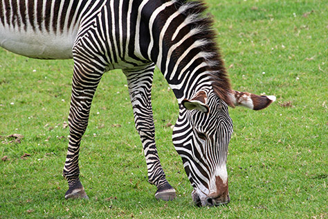 marwell-zoo