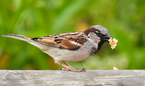 Bird feed