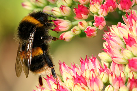 Bumblebee-Safari