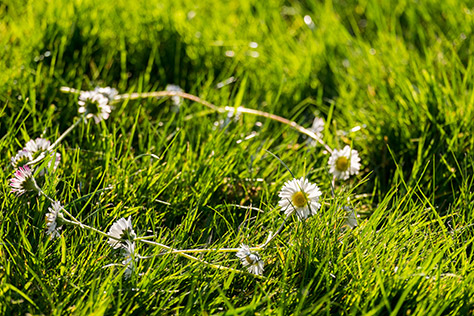 Daisy chain