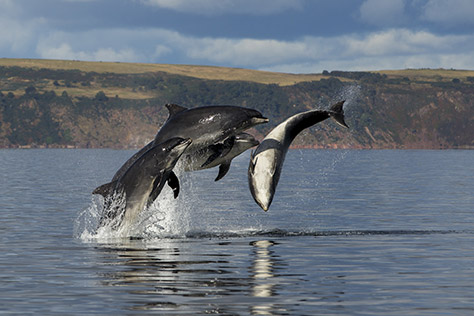 Scottish-Dolphin-Centre