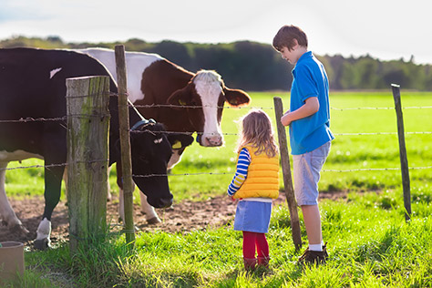 bigstock-Kids-Feeding-Cow-On-A-Farm-103148255-Tannaghmore-Animal-Farm