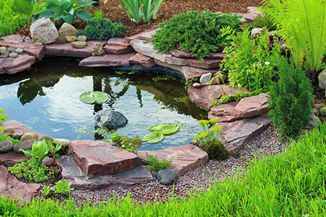 garden pond