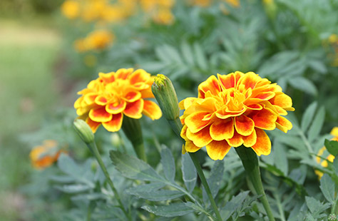 marigolds