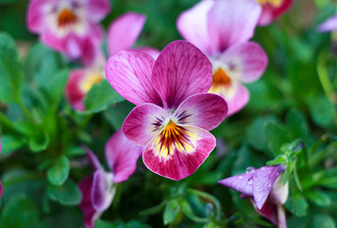 pansies