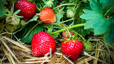 strawberries