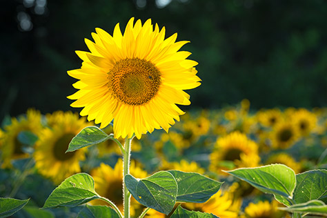 sunflower