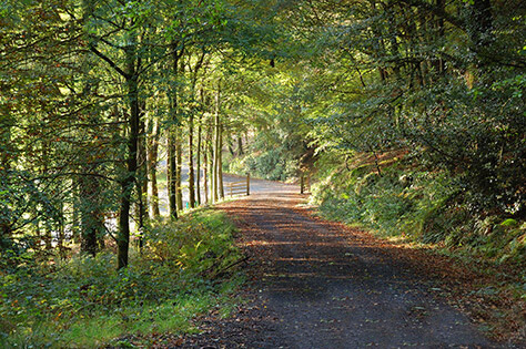 Galloway Forest Park (1)