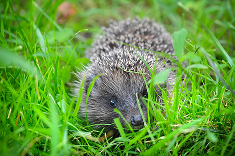 Hedgehog---Culzean-Castle-and-Country-Park