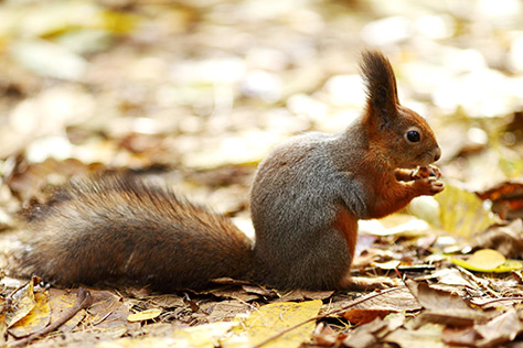 Red-Squirrel---Mount-Stewart