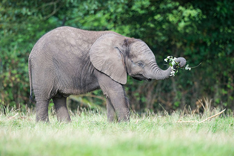 WMSP-elephant