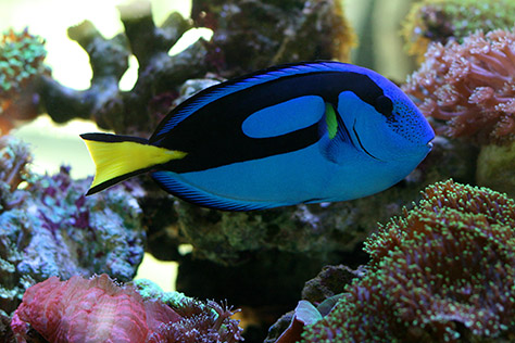 bigstock-Blue-Tang-3551210