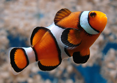 bigstock-Clownfish-1576452