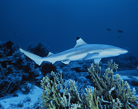 black-tip7-Great-Yarmouth-Sealife