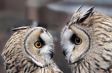 Thirsk Birds of Prey Centre (Falconry UK)