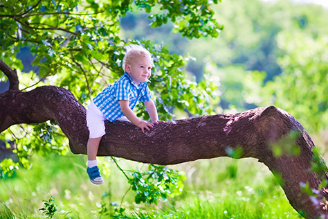 hamsterly-forest---bigstock