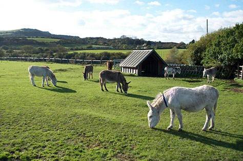 isle-of-wight-donkey-sanctuary