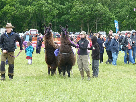 llama-trekking-ecocamp-glenshee