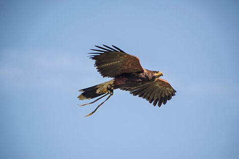 loch-lomond-bird-of-prey