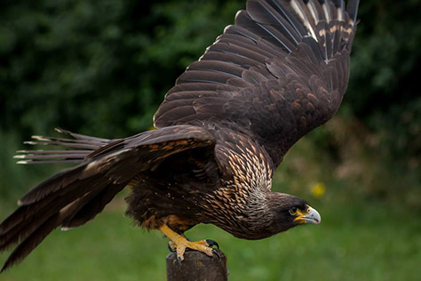 millets-falconry-centre