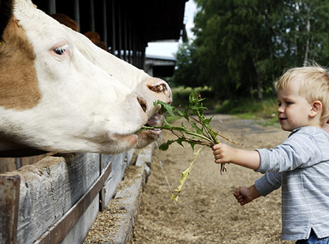 mini-moos---bigstock