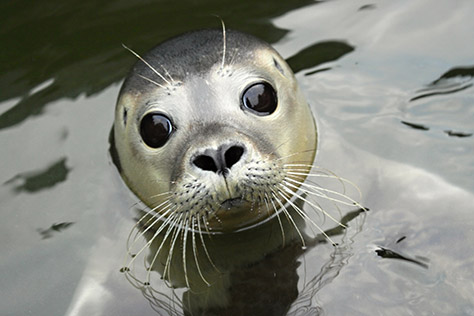 scottish-sea-life-sanc