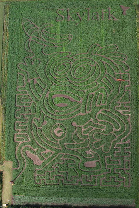 skylark-maize-maze