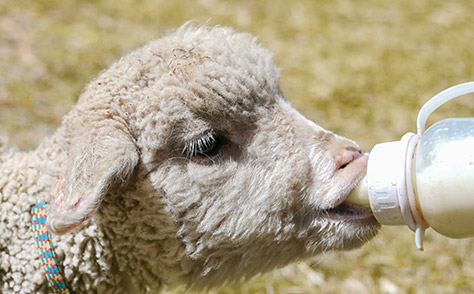 wellybobs-farm-sheep---bigstock