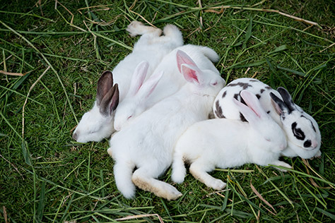 bigstock-Cute-Baby-Rabbits-Are-Sleeping-55554128-DAYS-OUT-FOR-PRESCHOOLERS