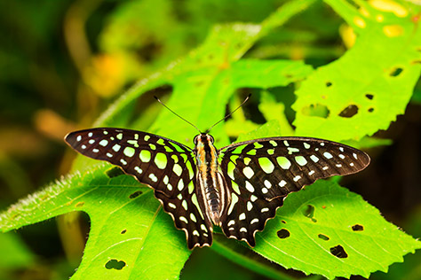bigstock-Tailed-Jay-Butterfly-Resting-O-65884651