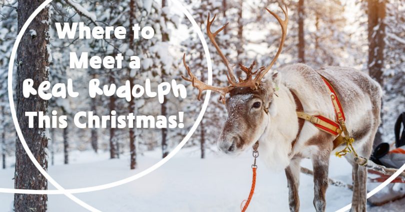 Where to Meet a Real Rudolph This Christmas!