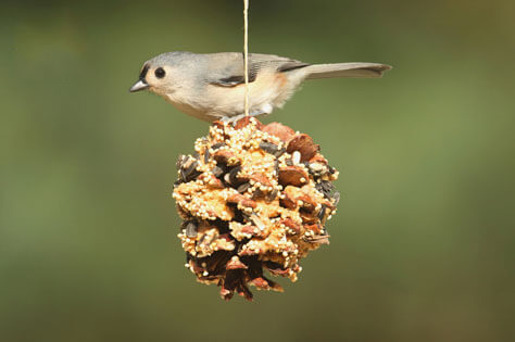 bird feed