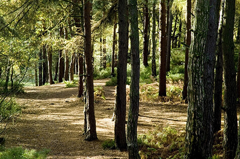 bigstock-Crawfordsburn Country Park867205