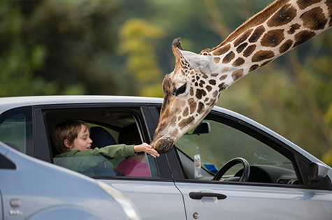 Feeding Giraffes At West Midland Safari and Leisure Park