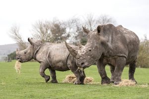 Rhinos At West Midland Safari and Leisure Park